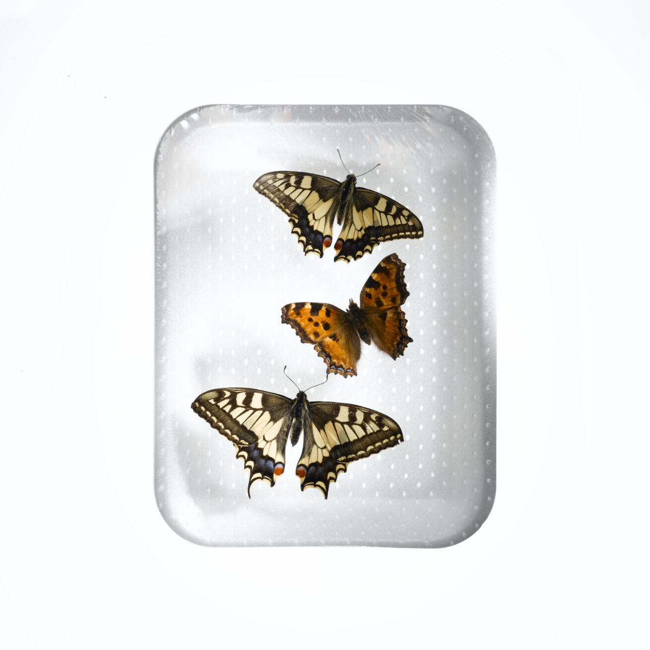 Schmetterling_4_G